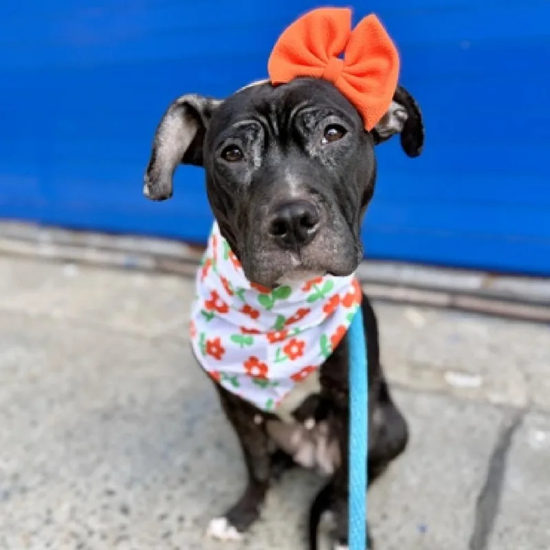 An adult medium-sized female Black Mixed Breed dog named Miranda Priestly for adoption in Jersey City, NJ