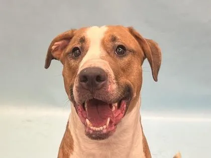 An adult small-sized male Pit Bull Terrier dog named Iroh for adoption in Golden Valley, MN