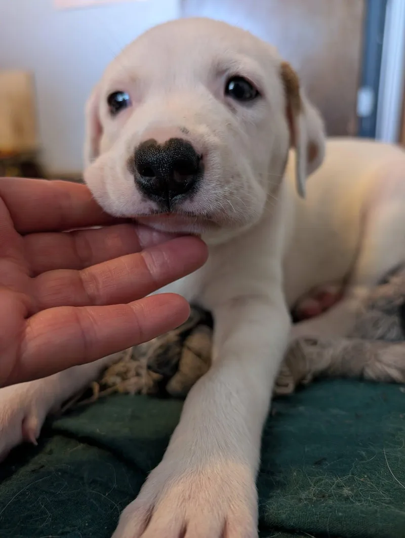 A baby large-sized female White / Cream Great Pyrenees dog named Aubry Bracco for adoption in Kiowa, OK
