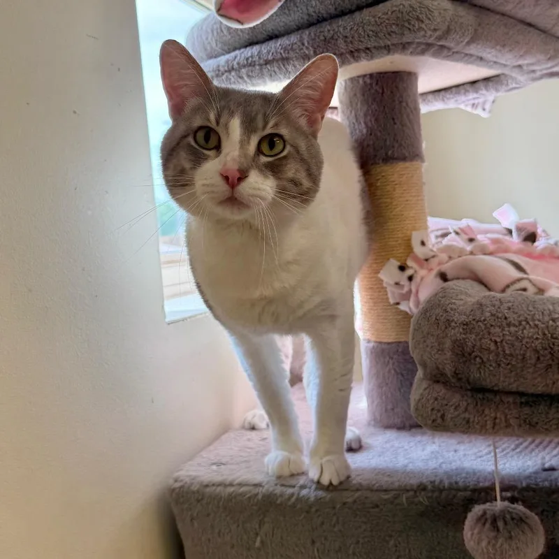 An adult large-sized male Gray / Blue / Silver Domestic Short Hair cat named Jasper for adoption in Naperville, IL