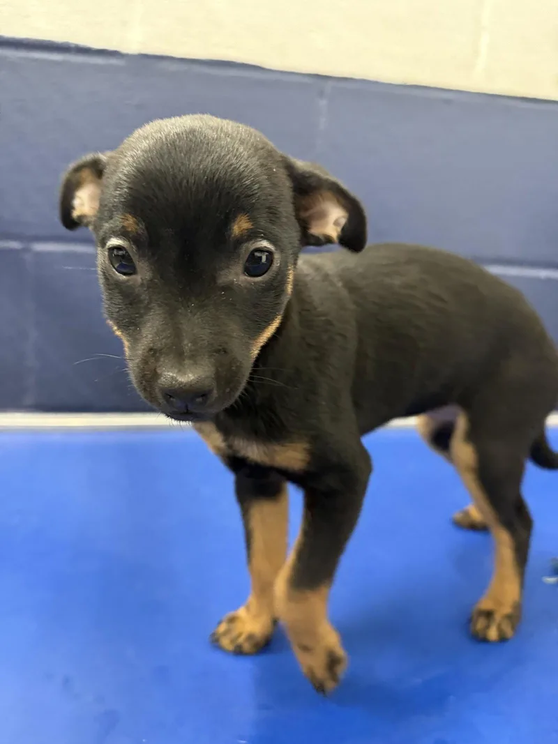 A young medium-sized female Chihuahua dog named Bubbles mo AVA for adoption in Sterling, MA