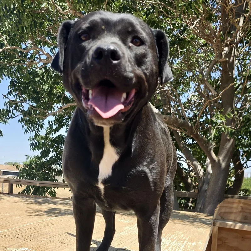 A young medium-sized female American Staffordshire Terrier dog named Osita for adoption in Los Angeles, CA