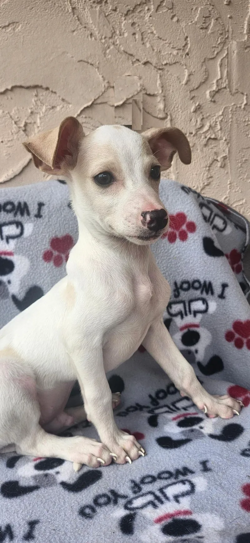 A baby small-sized male Dachshund dog named Yetti for adoption in Orlando, FL