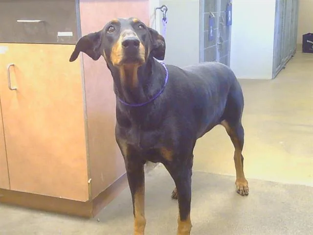 An adult medium-sized female Doberman Pinscher dog named Hannah Lisa for adoption in Sacramento, CA