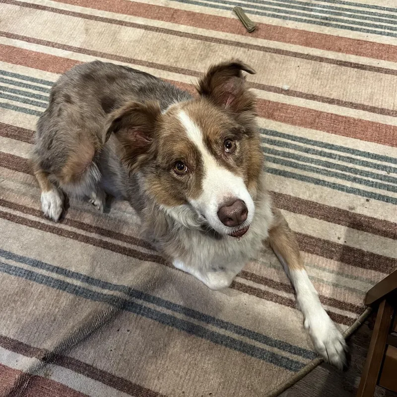 A senior medium-sized male Red / Chestnut / Orange Australian Shepherd dog named Logan for adoption in Rockville, MD