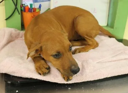 A baby large-sized female Terrier dog named Echo for adoption in Picayune, MS