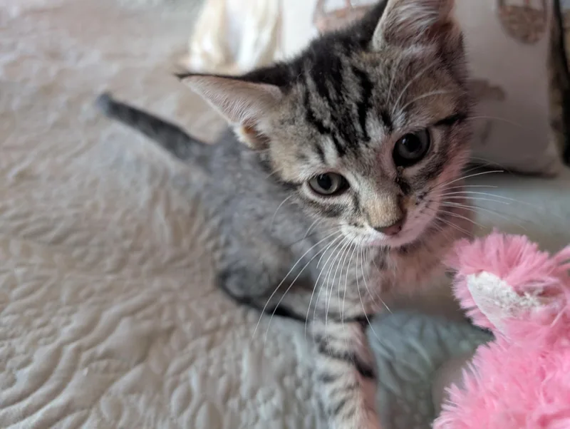 A baby small-sized female Tabby (Gray / Blue / Silver) Domestic Short Hair cat named Sweetheart for adoption in Bayonne, NJ