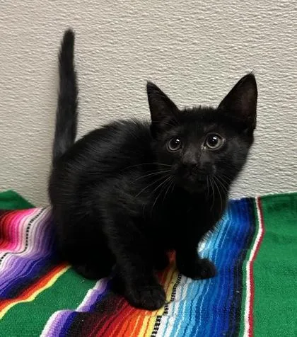 A young small-sized male Domestic Short Hair cat named Harry for adoption in Phoenix, AZ