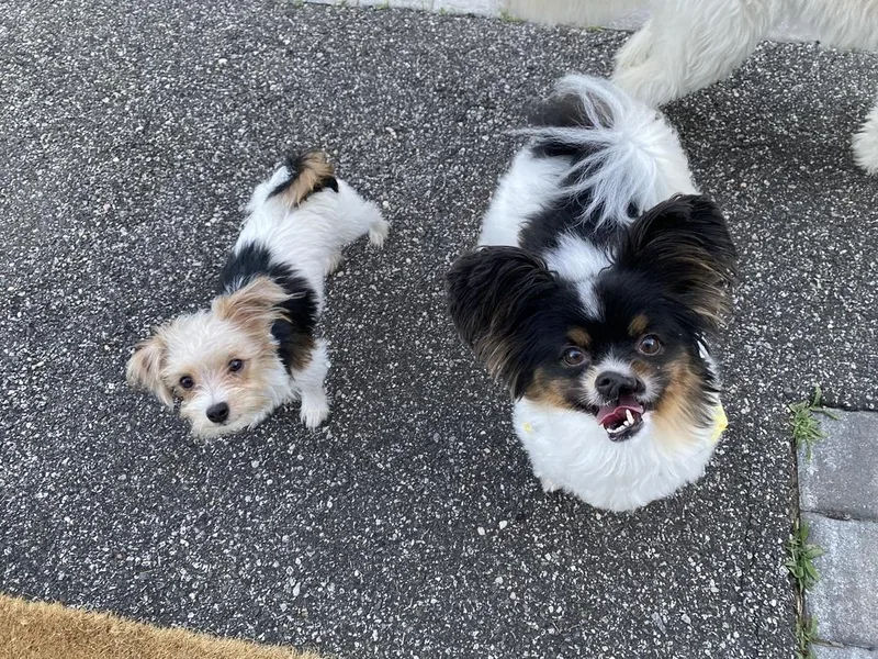 A baby small-sized male Yorkshire Terrier dog named Buddy for adoption in Greenlawn, NY