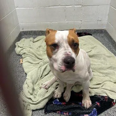 An adult small-sized female Mixed Breed dog named Maddie for adoption in Jeffersonville, IN