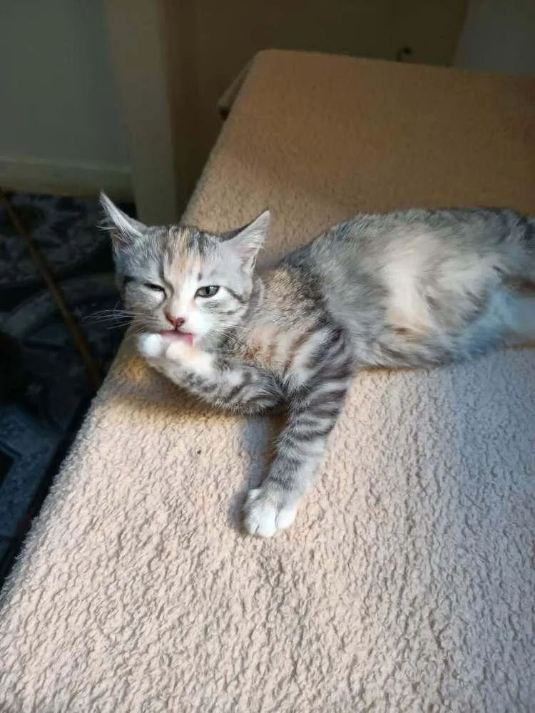 A baby small-sized female Egyptian Mau cat named Nour for adoption in WOLCOTT, CT