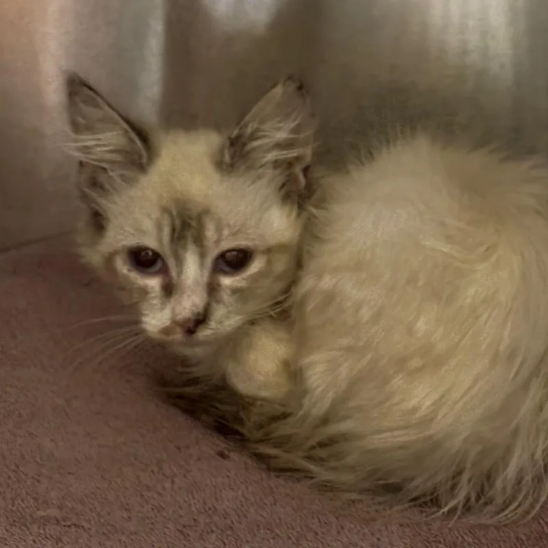 A baby small-sized female White Domestic Medium Hair cat named Scarlett for adoption in Yuma, AZ
