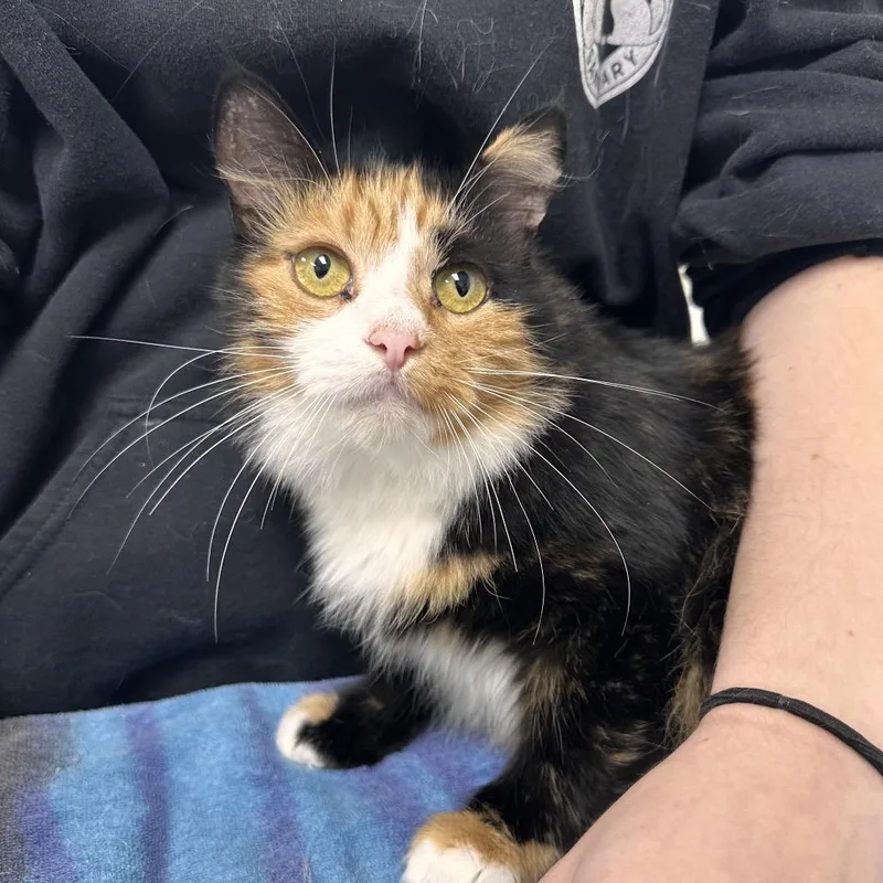 An adult medium-sized female Domestic Long Hair cat named Momma Duke for adoption in East Smithfield , PA