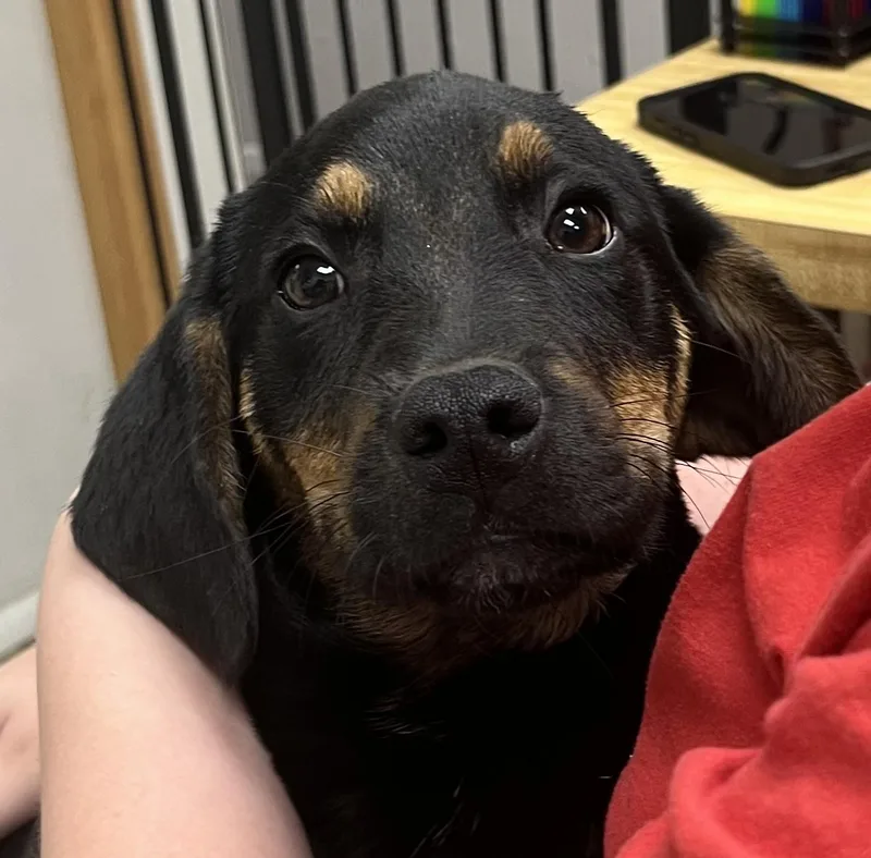 A young medium-sized male Labrador Retriever dog named Thunder for adoption in Farmington, MO