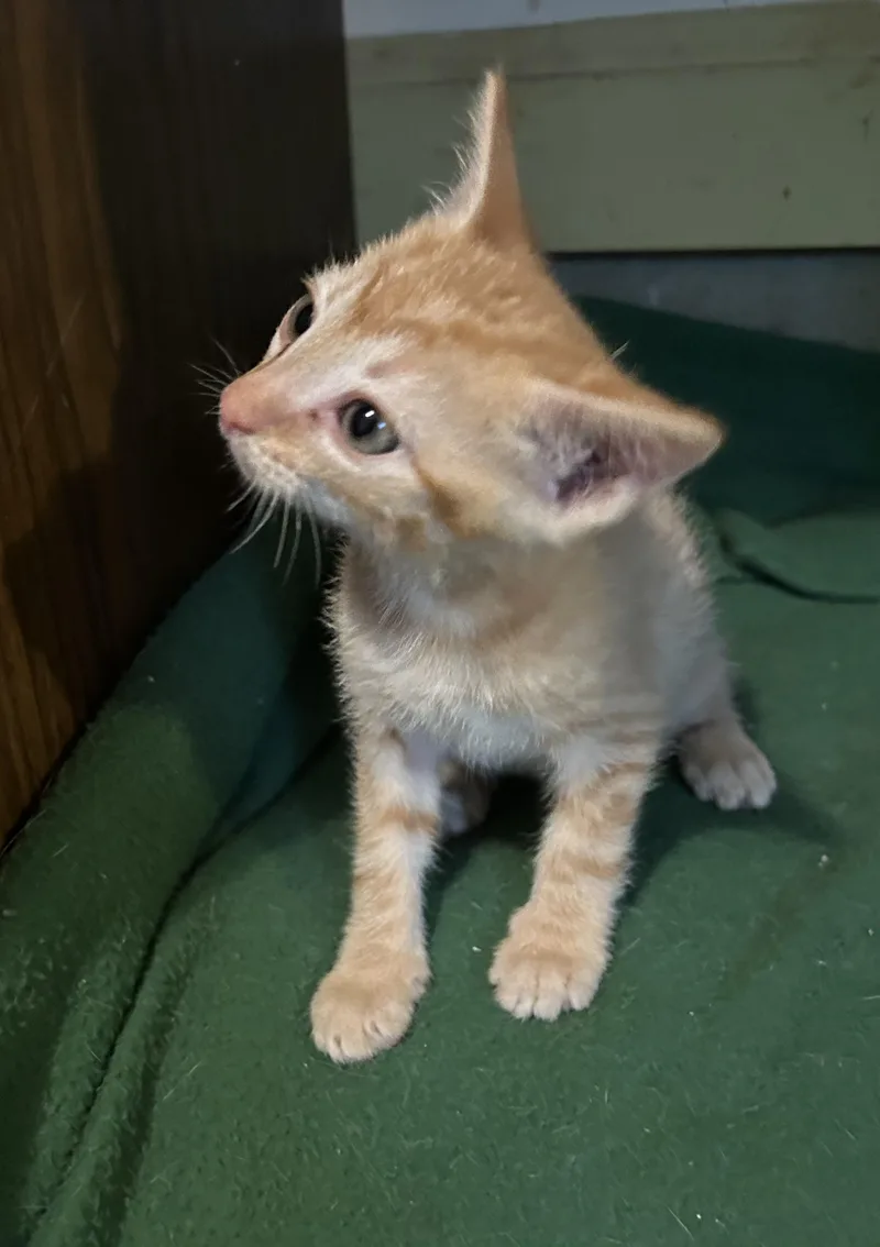 A baby medium-sized male Tabby (Orange / Red) Domestic Short Hair cat named Len for adoption in Floyd, VA