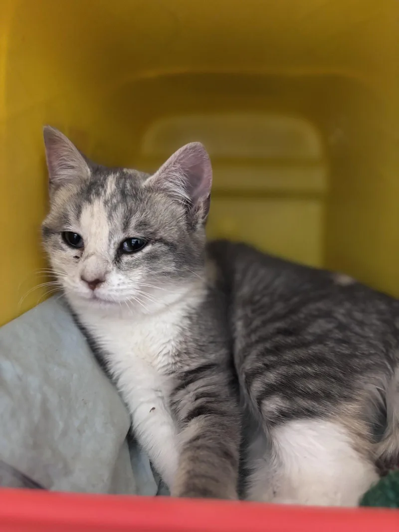 An adult medium-sized female Domestic Short Hair cat named Myrtle  Visit At for adoption in Rustburg, VA