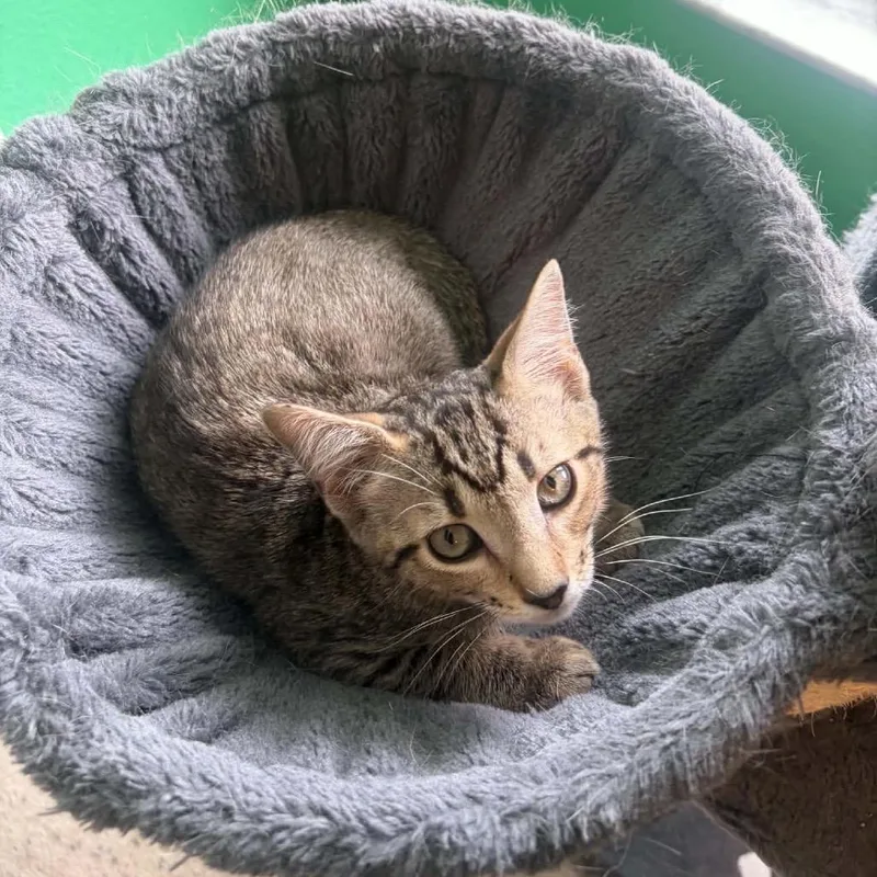 A baby small-sized male Brown / Chocolate Domestic Short Hair cat named Taco for adoption in Port Richey, FL