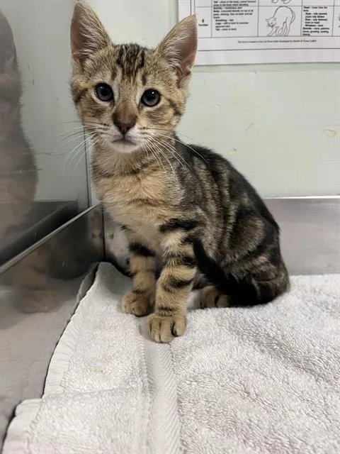 A baby small-sized male Domestic Short Hair cat named September for adoption in Santa Cruz, CA