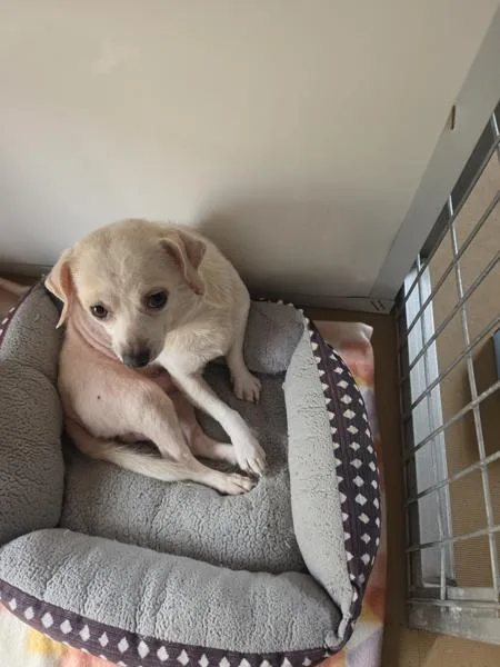 A young small-sized male Chihuahua dog named Merlin for adoption in Cleveland, TN