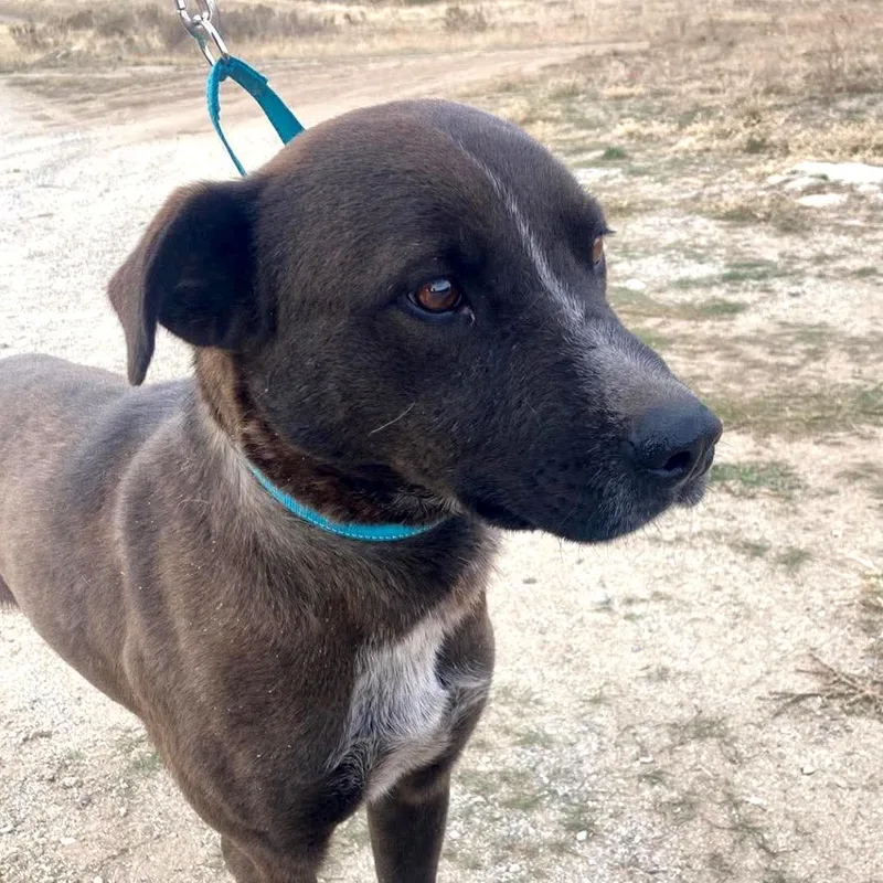 An adult medium-sized male Brown / Chocolate Australian Cattle Dog / Blue Heeler named Roberto for adoption in TONASKET, WA