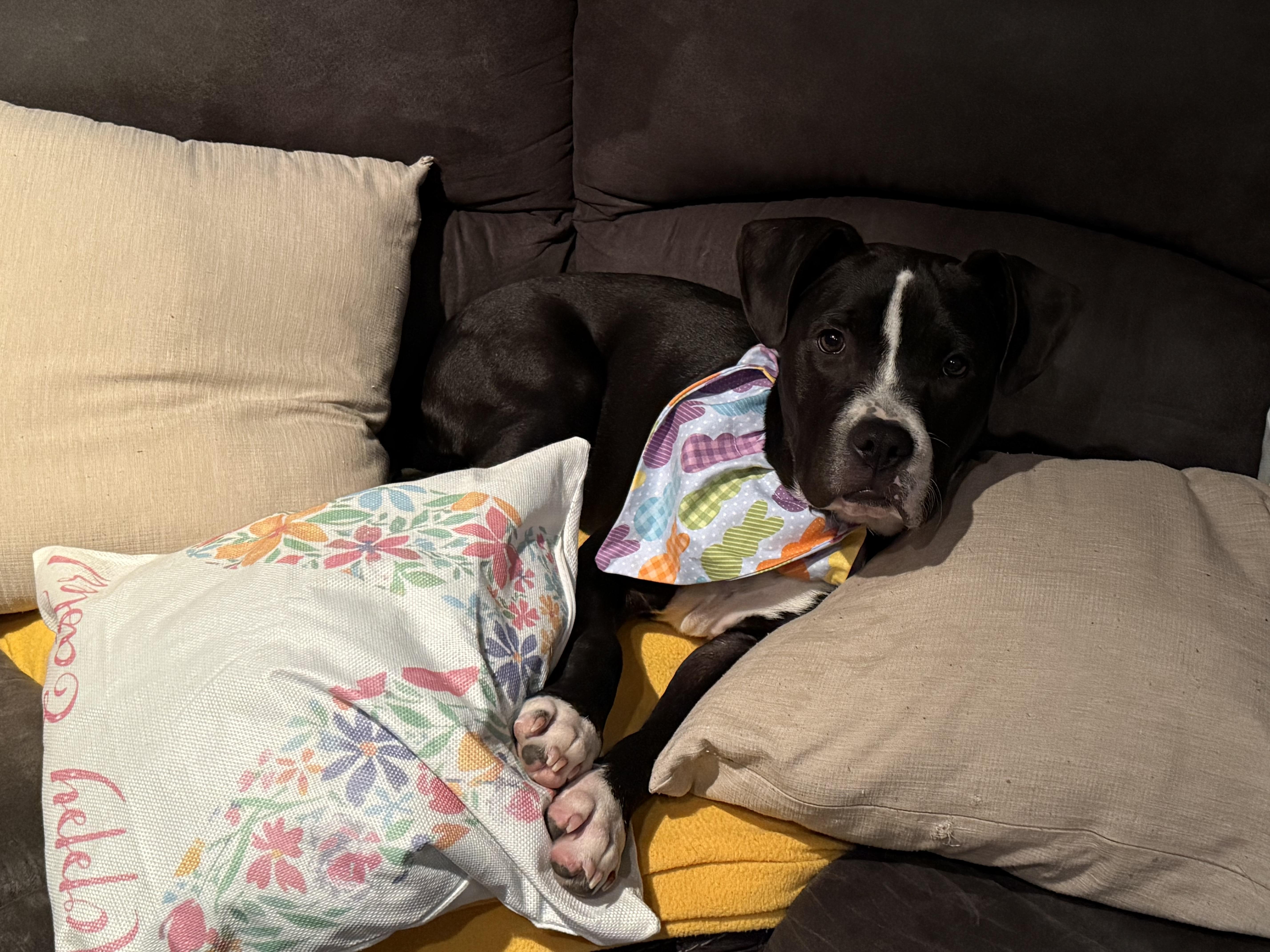 A baby medium-sized male Black Pit Bull Terrier dog named Nestor for adoption in Oswego, IL
