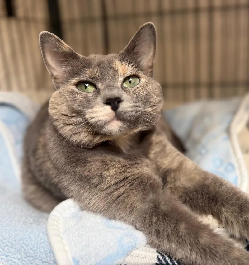 An adult medium-sized female Domestic Short Hair cat named Chochosan for adoption in Columbia, IL