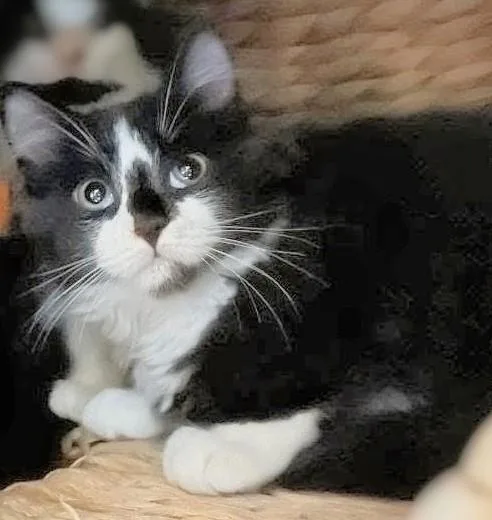 A baby large-sized male Black & White / Tuxedo Maine Coon cat named Panda for adoption in Melrose, MA