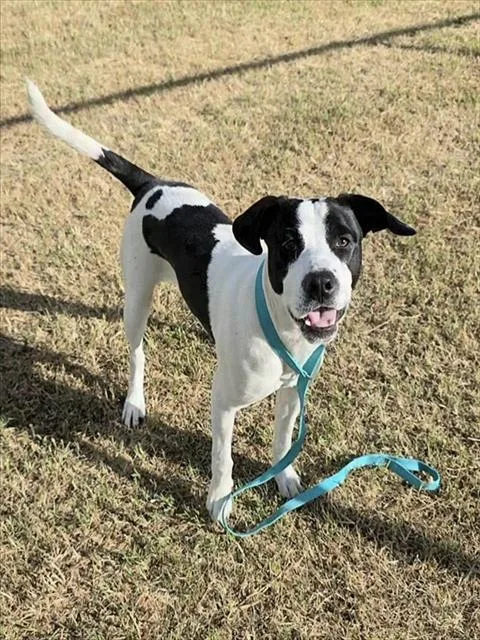 A young medium-sized male Pit Bull Terrier dog named Steve Austin for adoption in Las Vegas, NV