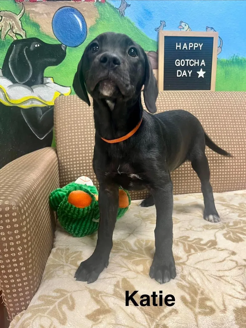A baby medium-sized female Black Labrador Retriever dog named Katie for adoption in Blairstown, NJ