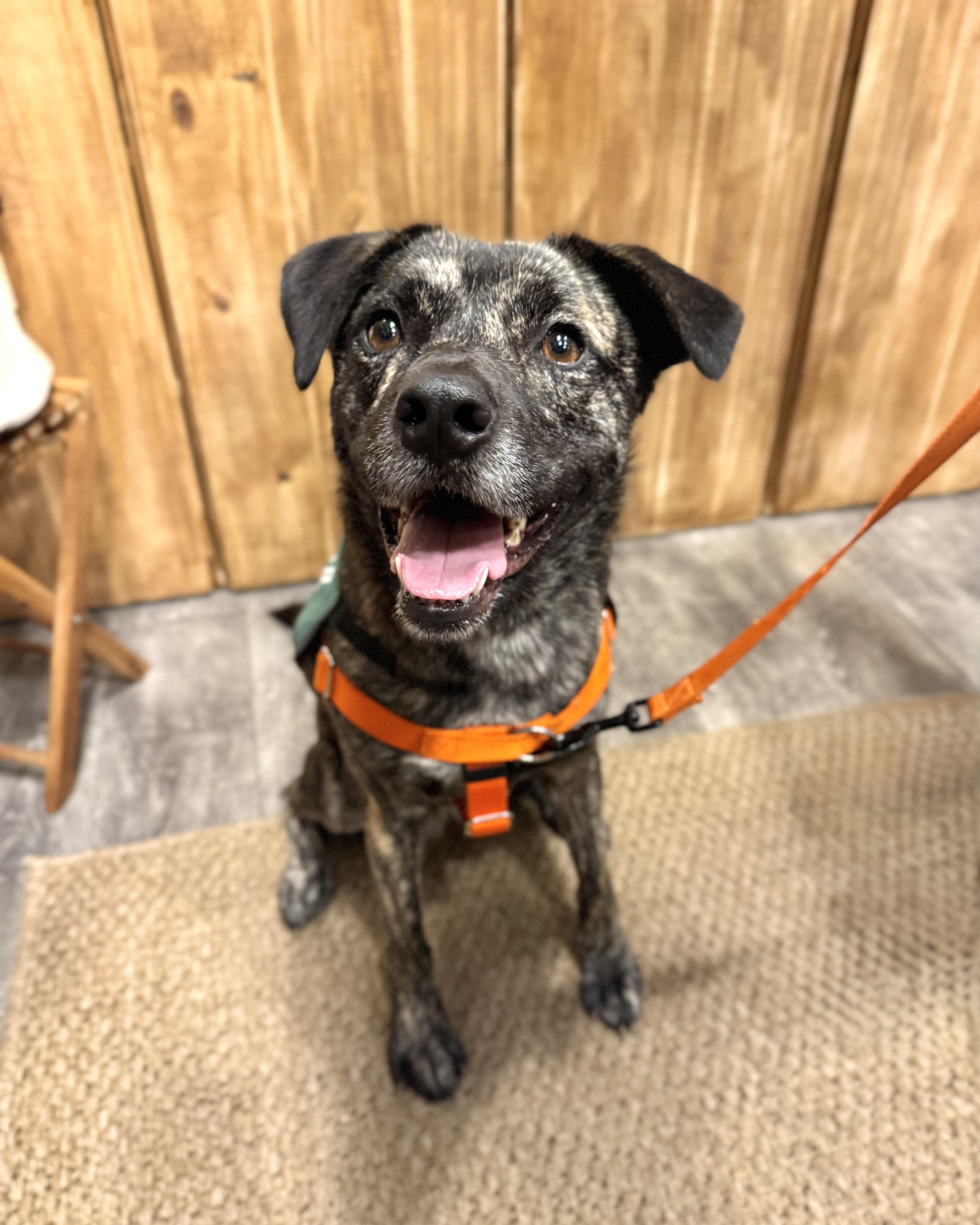 An adult medium-sized female Brindle Tennessee Treeing Brindle dog named Eartha for adoption in New York, NY