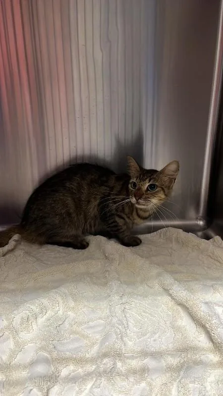 An adult medium-sized female Tabby (Brown / Chocolate) Domestic Short Hair cat named Evangeline for adoption in Burgaw, NC