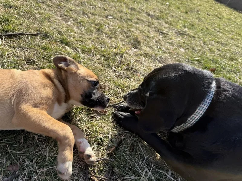 A baby large-sized female Boxer dog named Cocoa for adoption in New Albany, OH