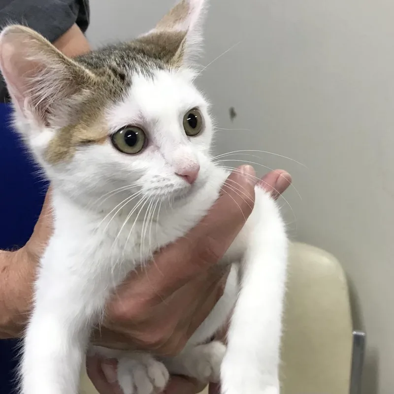 A baby small-sized female White Domestic Short Hair cat named Gabby for adoption in Los Angeles, CA