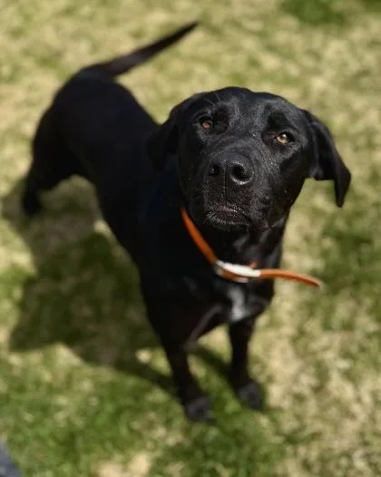 An adult medium-sized female Labrador Retriever dog named Grace for adoption in Missoula, MT