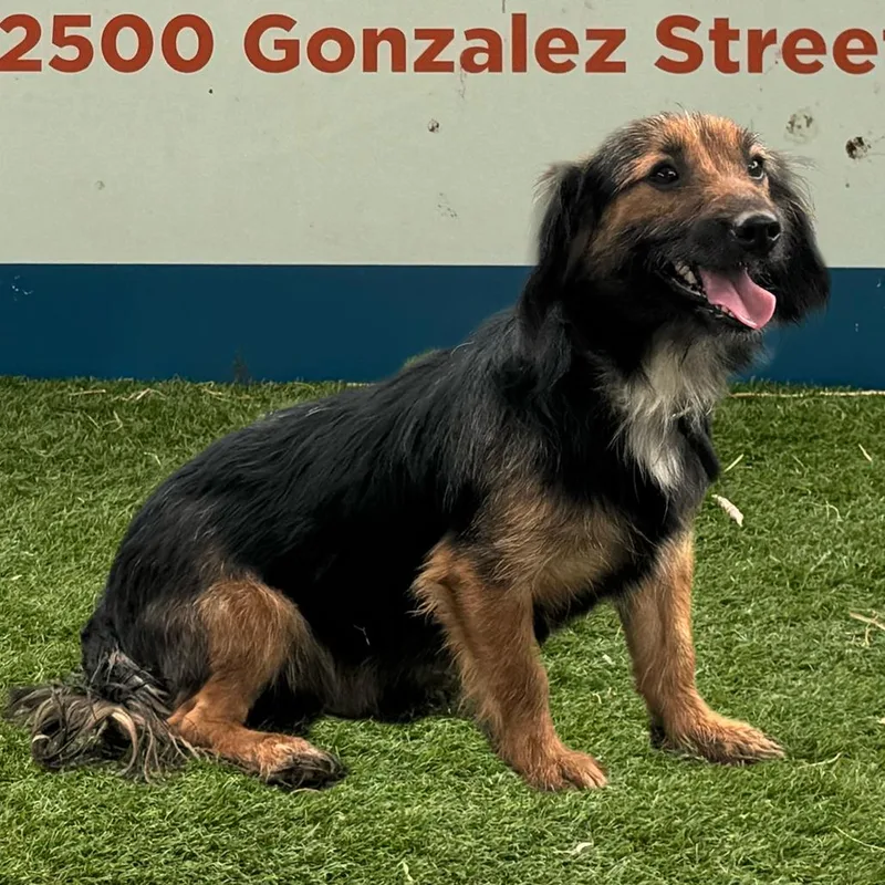 An adult small-sized male Black Terrier dog named Negrito for adoption in Laredo, TX