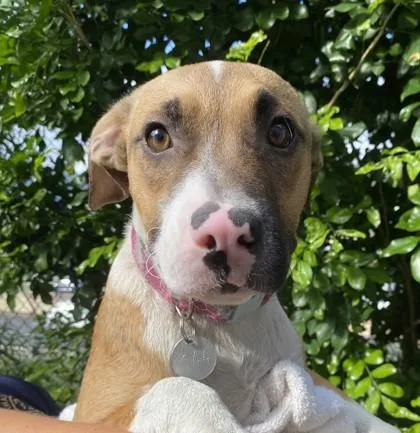 A baby medium-sized female Mixed Breed dog named Miley Cyrus for adoption in Honolulu, HI