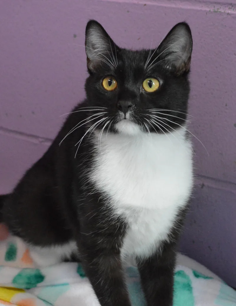 A baby medium-sized male Black & White / Tuxedo Domestic Short Hair cat named Mojo Jojo for adoption in House Springs, MO