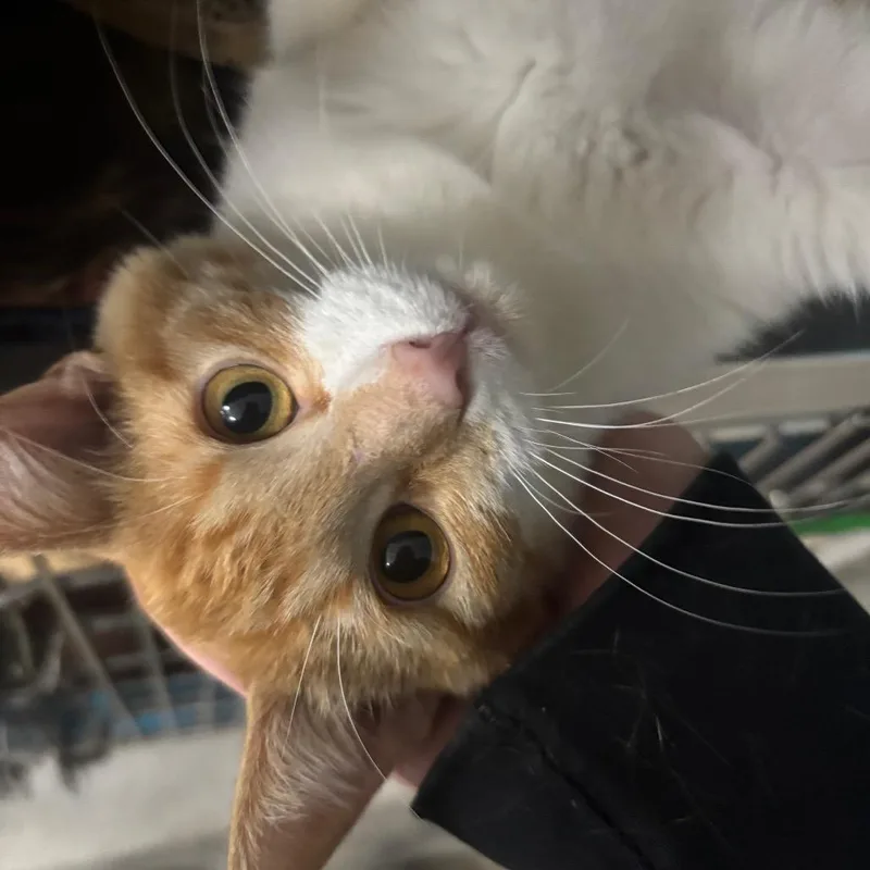 A young medium-sized male Domestic Short Hair cat named Crush for adoption in Crookston, MN