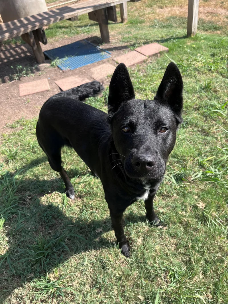 An adult large-sized female German Shepherd Dog dog named Jasmine A for adoption in Plano, TX