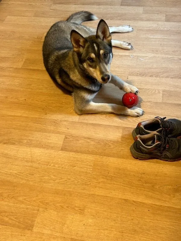An adult large-sized female German Shepherd Dog dog named Bb for adoption in Royersford, PA
