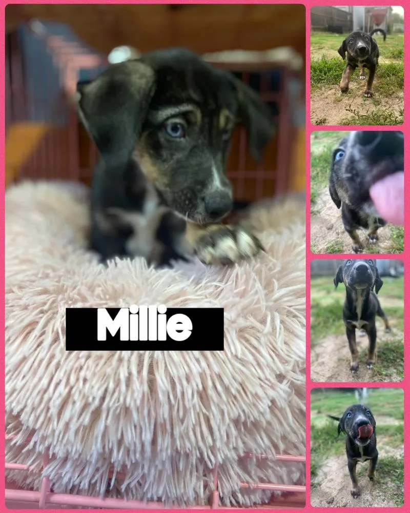 Millie thumbnail 3