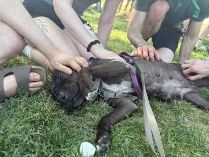 An adult large-sized female Mixed Breed dog named Sun for adoption in West Chester, PA