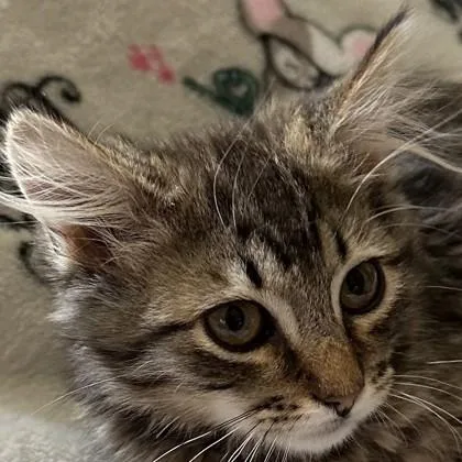 A baby medium-sized male Domestic Medium Hair cat named Gavin Mitchell for adoption in Pleasanton, CA