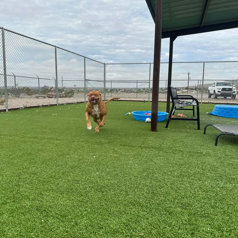 Brutus