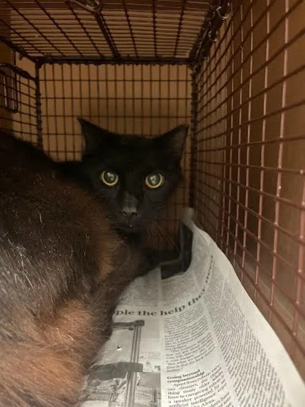 An adult small-sized male Domestic Long Hair cat named Muffins for adoption in Austin, TX