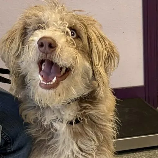 An adult medium-sized female Gray / Blue / Silver Havanese dog named Margie for adoption in Greenville, SC