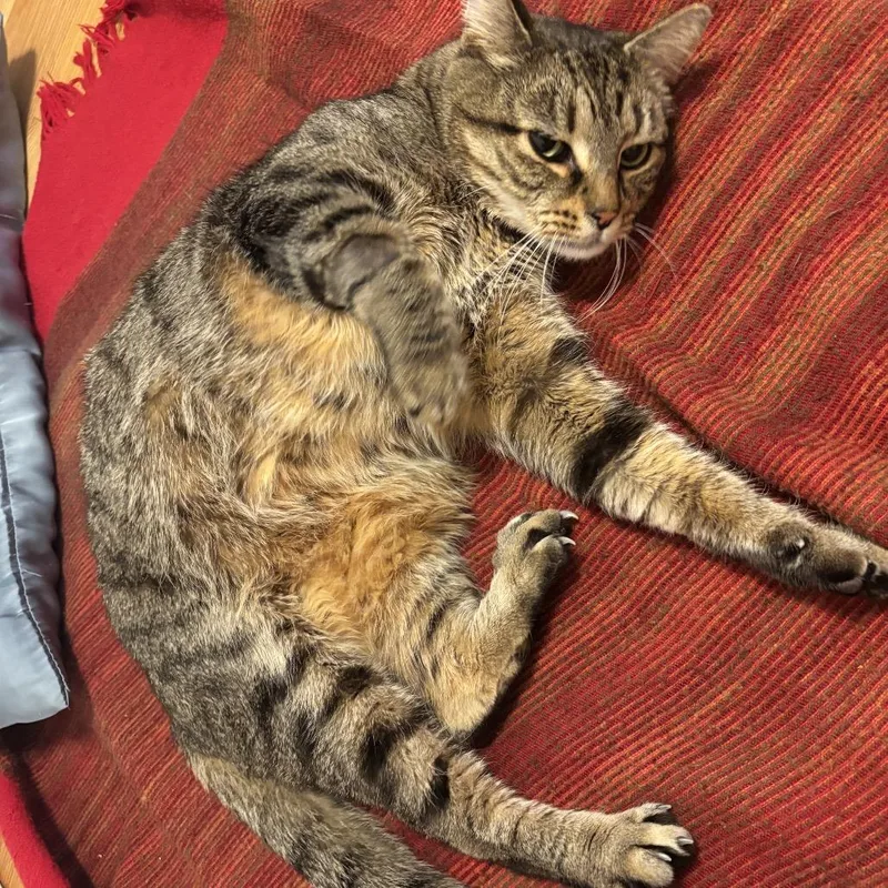 A senior large-sized male Brown / Chocolate Domestic Short Hair cat named Stitch for adoption in Middle Village, NY