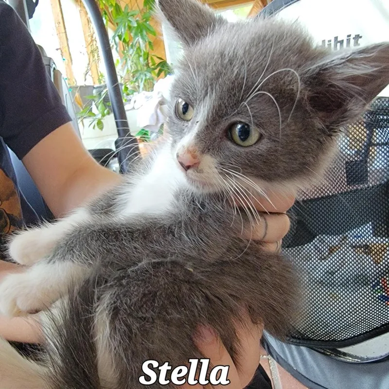 A baby small-sized female Gray / Blue / Silver Domestic Short Hair cat named Stella for adoption in Buffalo, WY