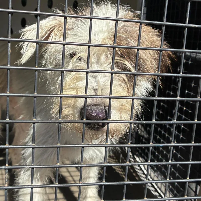 A young medium-sized female White / Cream Terrier dog named Sarah for adoption in Montgomery, AL