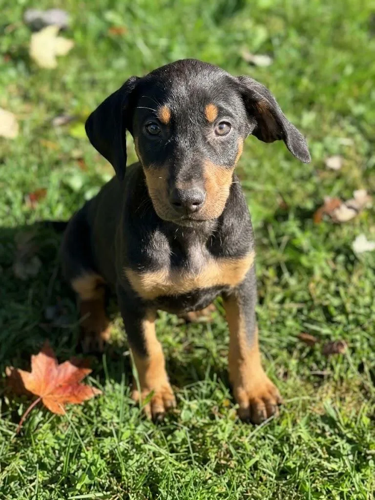 A baby medium-sized female Black Coonhound dog named Katia for adoption in Columbia, MD